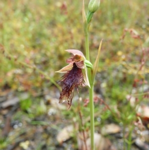 Calochilus platychilus at Molonglo Valley, ACT - suppressed