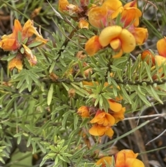 Pultenaea subspicata (Low Bush-pea) at Hackett, ACT - 21 Nov 2021 by JaneR