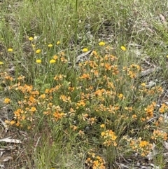 Pultenaea subspicata at Hackett, ACT - 21 Nov 2021 03:42 PM