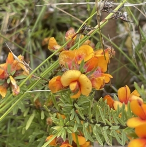 Pultenaea subspicata at Hackett, ACT - 21 Nov 2021