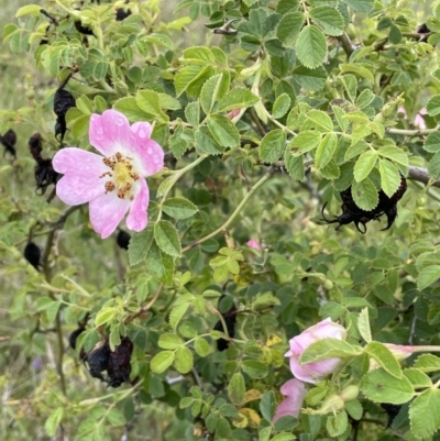 Rosa rubiginosa (Sweet Briar, Eglantine) at Isaacs Ridge - 20 Nov 2021 by JaneR