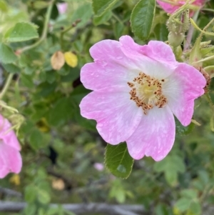 Rosa rubiginosa at Isaacs, ACT - 20 Nov 2021