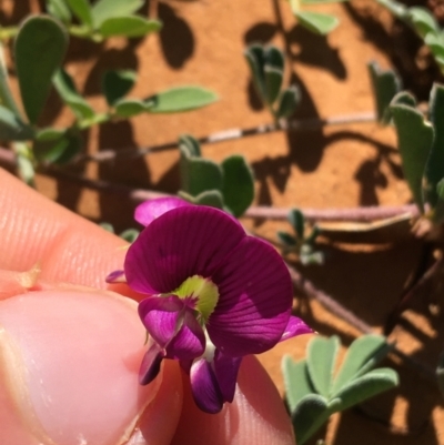 Swainsona oligophylla at Tibooburra, NSW - 4 Jul 2021 by Ned_Johnston