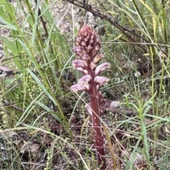 Orobanche minor (Broomrape) at Isaacs, ACT - 20 Nov 2021 by JaneR