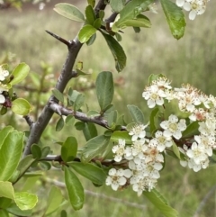 Pyracantha sp. (Firethorn) at Isaacs Ridge - 20 Nov 2021 by JaneR