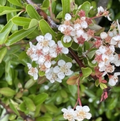 Pyracantha sp. at O'Malley, ACT - 20 Nov 2021