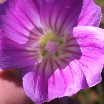 Unidentified Other Wildflower or Herb at Tibooburra, NSW - 4 Jul 2021 by Ned_Johnston