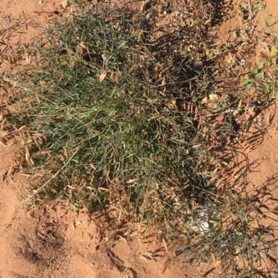 Swainsona (genus) at Tibooburra, NSW - 4 Jul 2021 by NedJohnston