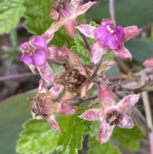 Rubus parvifolius at Isaacs, ACT - 20 Nov 2021 03:51 PM