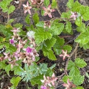 Rubus parvifolius at Isaacs, ACT - 20 Nov 2021