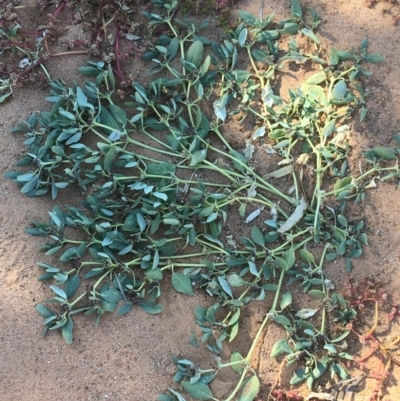 Unidentified Plant at Tibooburra, NSW - 4 Jul 2021 by Ned_Johnston