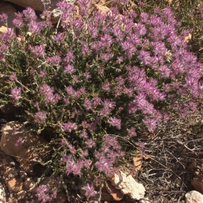 Ptilotus remotiflorus  at Tibooburra, NSW - 4 Jul 2021 by Ned_Johnston