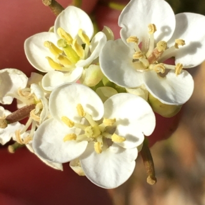 Arabidella trisecta (Shrubby Cress) at Tibooburra, NSW - 4 Jul 2021 by NedJohnston