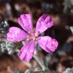 Frankenia serpyllifolia (Thyme Sea-Heath) at Tibooburra, NSW - 4 Jul 2021 by NedJohnston