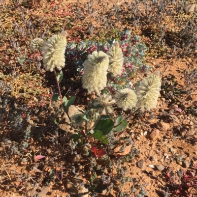 Ptilotus nobilis (Broad Foxtail, Yellow-tails) at Tibooburra, NSW - 4 Jul 2021 by Ned_Johnston