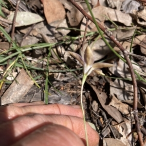 Wahlenbergia luteola at Watson, ACT - suppressed