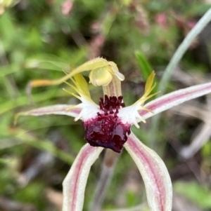 Caladenia parva at Bungendore, NSW - suppressed