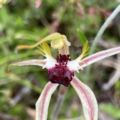 Caladenia parva (Brown-clubbed Spider Orchid) at Bungendore, NSW - 21 Nov 2021 by yellowboxwoodland