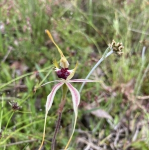 Caladenia parva at Bungendore, NSW - suppressed