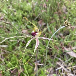 Caladenia parva at Bungendore, NSW - suppressed