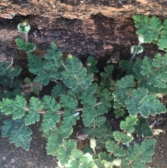 Cheilanthes lasiophylla (Woolly Cloak Fern) at Tibooburra, NSW - 4 Jul 2021 by NedJohnston