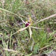 Caladenia parva (Brown-clubbed Spider Orchid) at Bungendore, NSW - 21 Nov 2021 by yellowboxwoodland