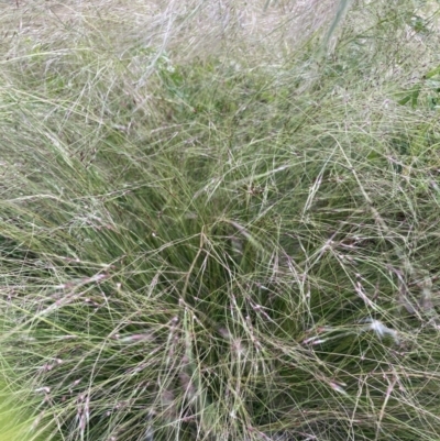 Nassella trichotoma (Serrated Tussock) at The Fair, Watson - 18 Nov 2021 by waltraud