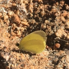 Eurema smilax (Small Grass-yellow) at Tibooburra, NSW - 4 Jul 2021 by Ned_Johnston