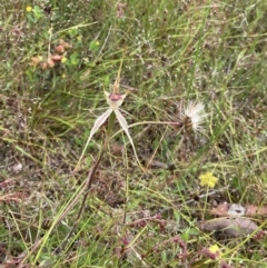 Caladenia atrovespa (Green-comb Spider Orchid) at Bungendore, NSW - 21 Nov 2021 by yellowboxwoodland