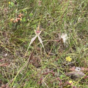 Caladenia atrovespa at Bungendore, NSW - 21 Nov 2021