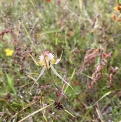 Caladenia atrovespa at Bungendore, NSW - 21 Nov 2021