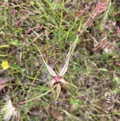 Caladenia atrovespa at Bungendore, NSW - 21 Nov 2021