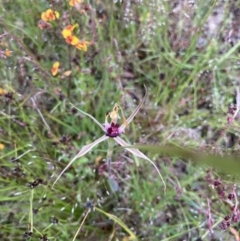 Caladenia atrovespa at Bungendore, NSW - 21 Nov 2021