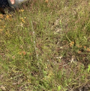 Caladenia atrovespa at Bungendore, NSW - 21 Nov 2021