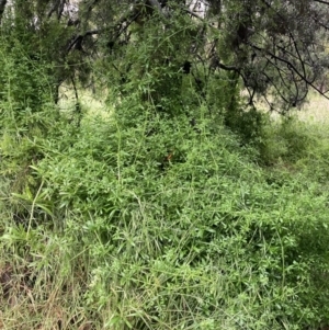 Galium aparine at Watson, ACT - 12 Nov 2021