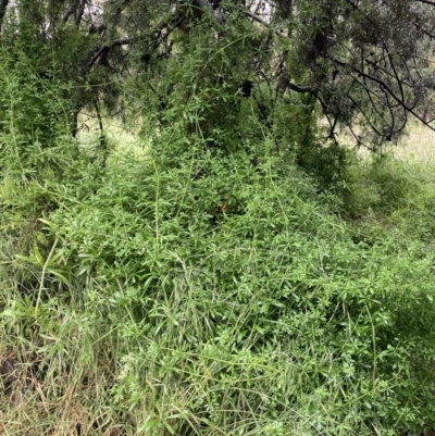 Galium aparine (Goosegrass, Cleavers) at Watson, ACT - 12 Nov 2021 by waltraud
