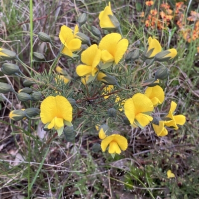 Gompholobium huegelii (pale wedge–pea) at Bungendore, NSW - 21 Nov 2021 by yellowboxwoodland