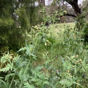 Sonchus oleraceus at Watson, ACT - 12 Nov 2021