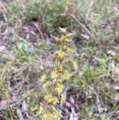 Drosera gunniana (Pale Sundew) at Bungendore, NSW - 21 Nov 2021 by yellowboxwoodland