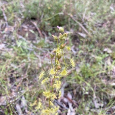 Drosera gunniana (Pale Sundew) at Bungendore, NSW - 21 Nov 2021 by yellowboxwoodland