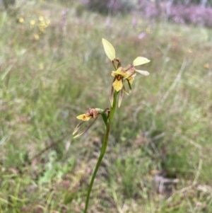 Diuris sulphurea at Bungendore, NSW - suppressed