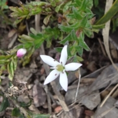 Rhytidosporum procumbens (White Marianth) at Mount Fairy, NSW - 1 Nov 2021 by JanetRussell