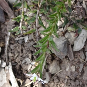 Rhytidosporum procumbens at Mount Fairy, NSW - 1 Nov 2021