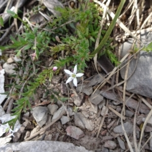 Rhytidosporum procumbens at Mount Fairy, NSW - 1 Nov 2021