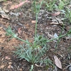 Eryngium ovinum (Blue Devil) at Deakin, ACT - 19 Nov 2021 by KL