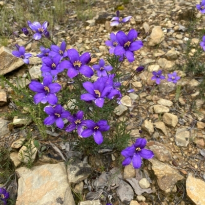 Cheiranthera linearis (Finger Flower) at Gundaroo, NSW - 21 Nov 2021 by KL