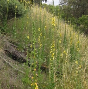 Verbascum virgatum at Latham, ACT - 21 Nov 2021