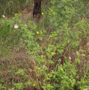 Rosa sp. at Latham, ACT - 21 Nov 2021 02:12 PM