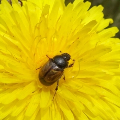 Liparetrus sp. (genus) (Chafer beetle) at Mount Fairy, NSW - 1 Nov 2021 by JanetRussell