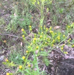 Senecio (genus) (A Fireweed) at Bruce, ACT - 21 Nov 2021 by JohnGiacon